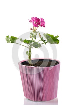 Young plant of geranium in a pot Ã¢â¬â scion photo